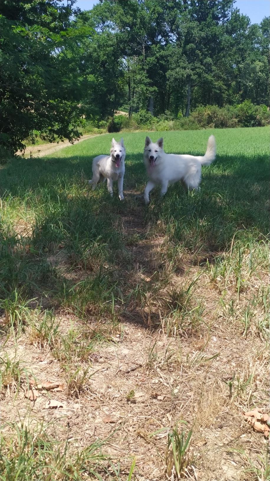 Deux jeunes berger blanc suisse en sortie nature.